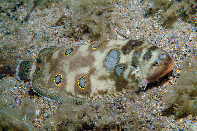 Microchirus ocellatus (Sogliola occhiuta)